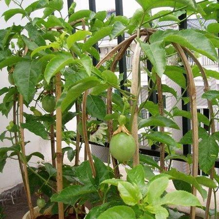 番石榴北方种植技术_石榴北方种植技术视频_石榴北方种植技术和管理