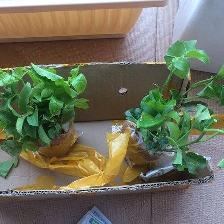 石榴北方种植技术和管理_石榴北方种植技术视频_番石榴北方种植技术