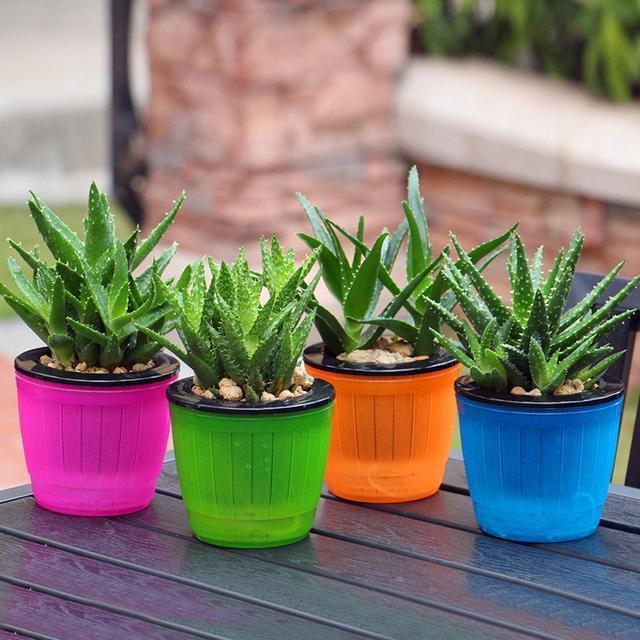 番石榴北方种植技术_石榴北方种植技术和管理_石榴北方种植技术视频