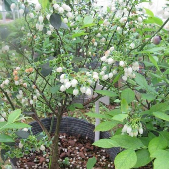 番石榴北方种植技术_石榴北方种植技术和管理_石榴北方种植技术视频