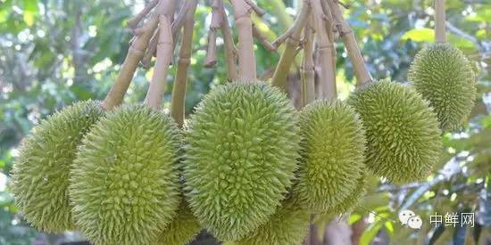 番石榴北方种植技术_北方种植石榴如何过冬_石榴北方种植技术与管理