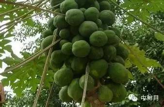 石榴北方种植技术与管理_番石榴北方种植技术_北方种植石榴如何过冬