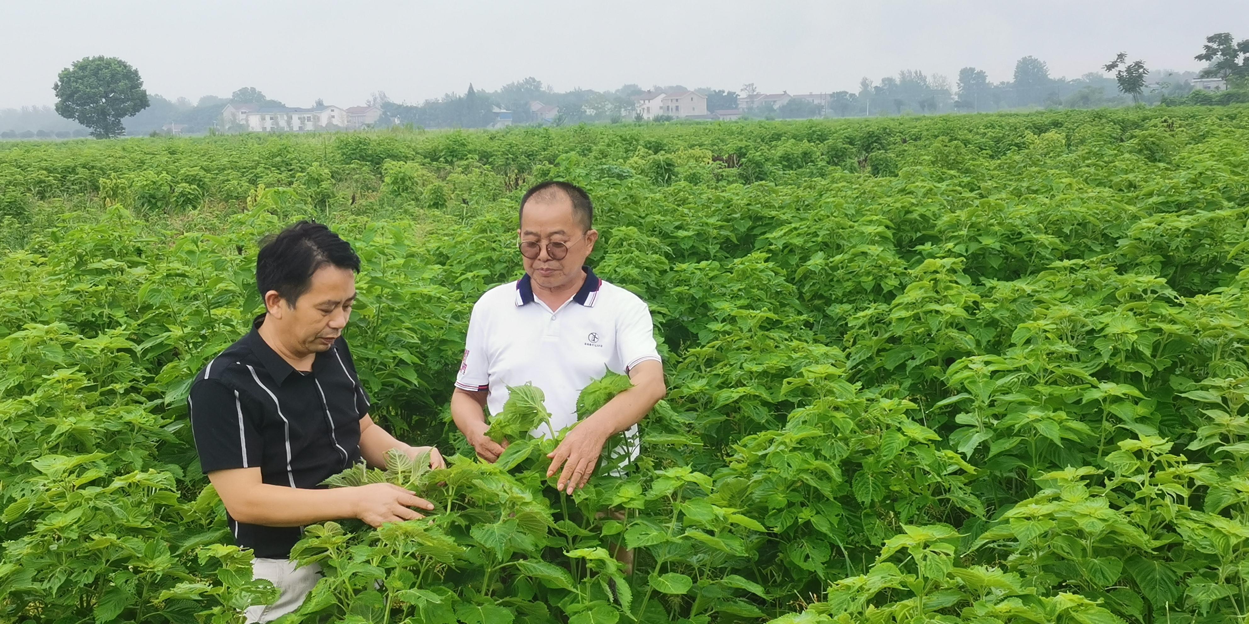 紫气东来——桃源县紫苏种植产业链托起农民致富梦