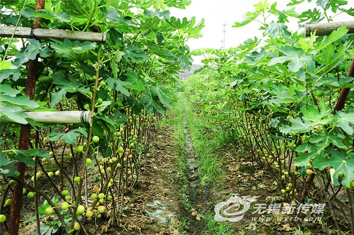 无花果结出“致富果”，绿色产业助力乡村振兴