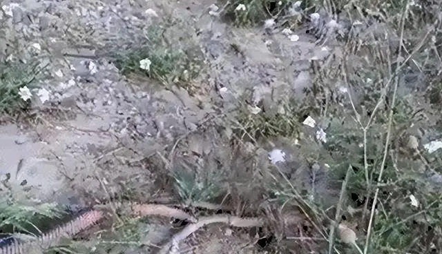 野鸡养殖用药技术_野鸡养殖用药技术_野鸡养殖用药技术