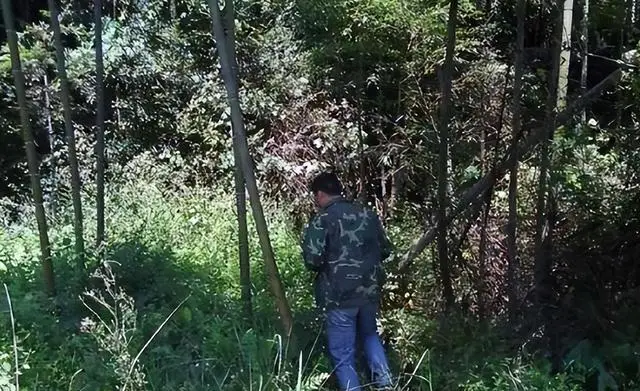 野鸡养殖用药技术_野鸡养殖用药技术_野鸡养殖用药技术