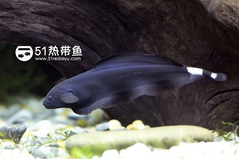 魔鬼刀鱼
