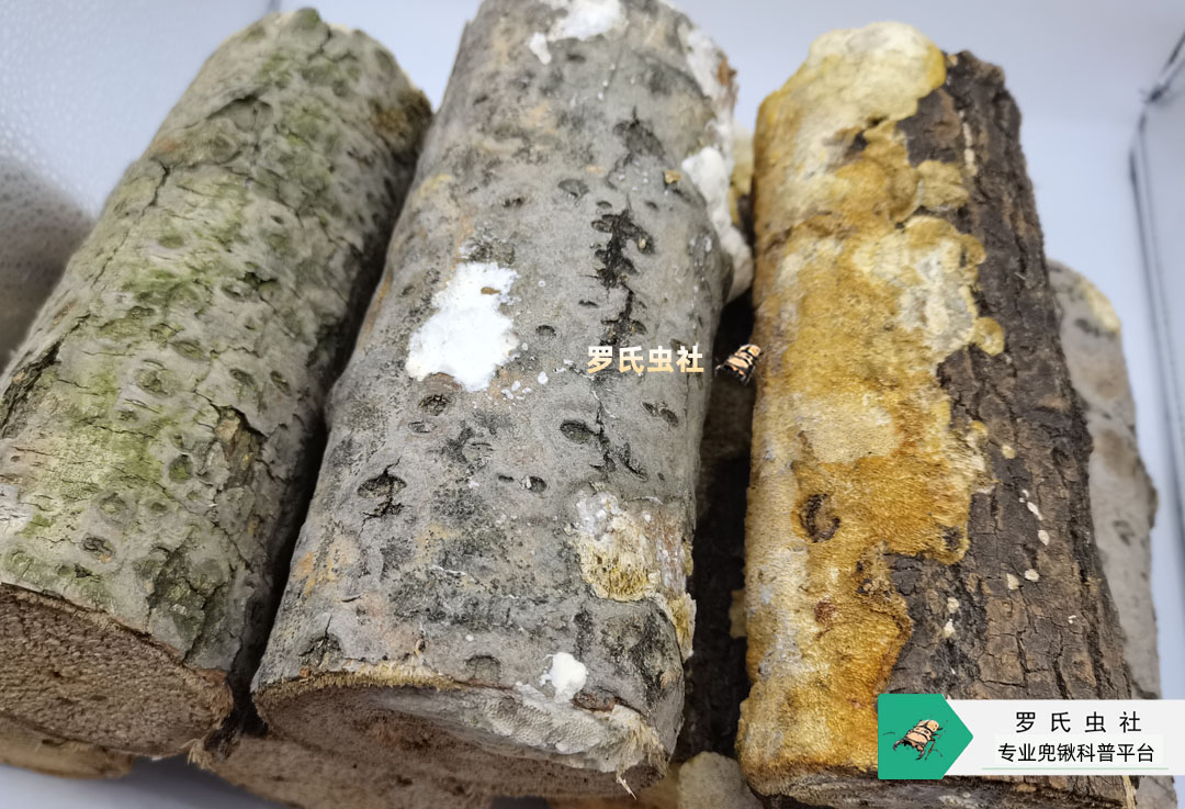 虫泥养殖技术要点_泥虫养殖支技术视频_泥虫如何养殖技术