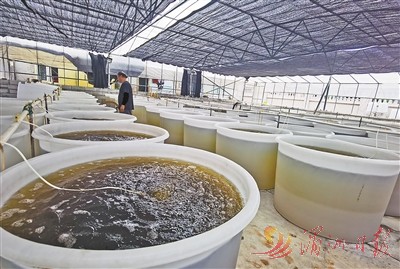 花蛤养殖技术_花蛤养殖技术_花蛤养殖技术