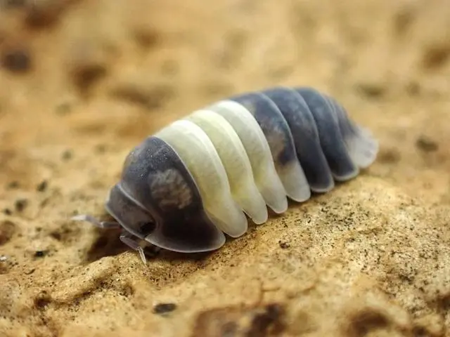 虫泥养殖技术与管理_泥虫养殖支技术视频_泥虫如何养殖技术