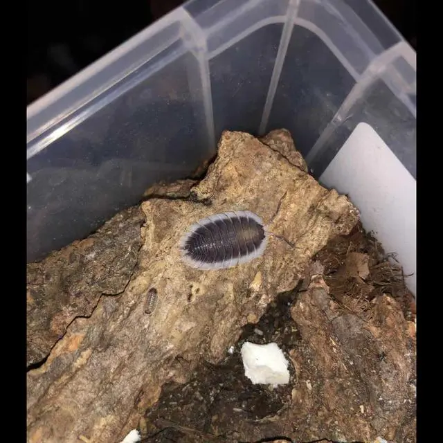 泥虫养殖支技术视频_虫泥养殖技术与管理_泥虫如何养殖技术