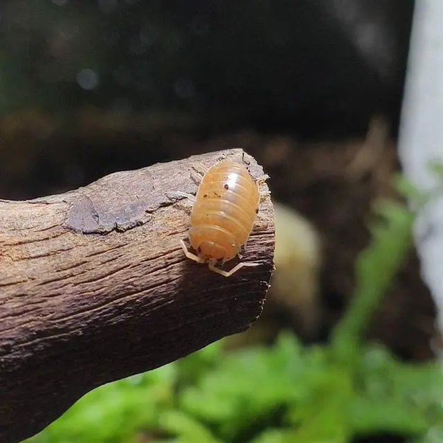 虫泥养殖技术与管理_泥虫养殖支技术视频_泥虫如何养殖技术