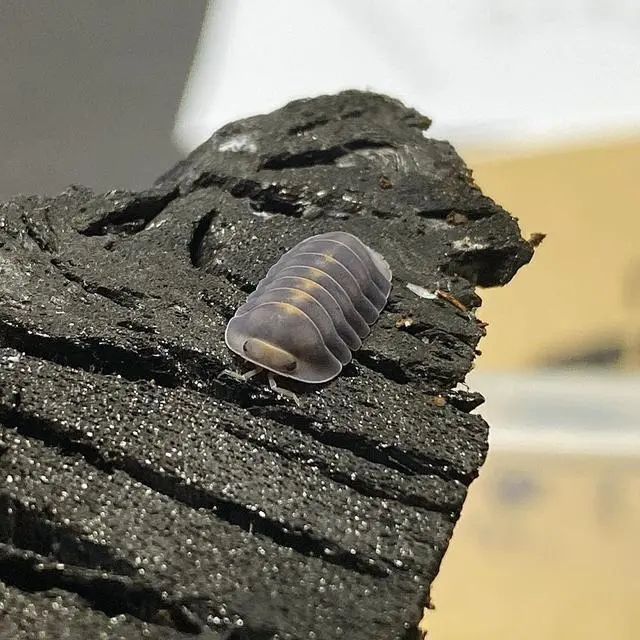 虫泥养殖技术与管理_泥虫如何养殖技术_泥虫养殖支技术视频