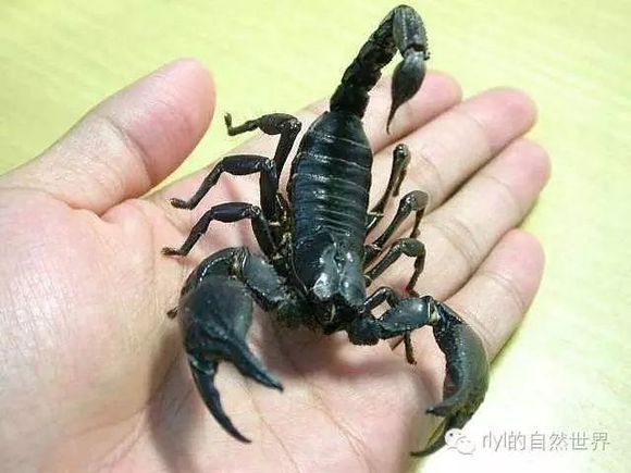 泥虫养殖基地_虫泥养殖技术与管理_泥虫如何养殖技术