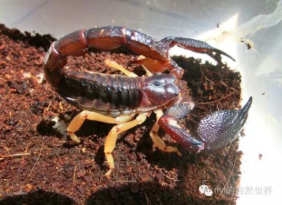 泥虫如何养殖技术_泥虫养殖基地_虫泥养殖技术与管理