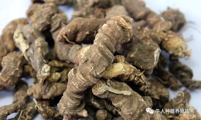 虫楼种子的采收与播种_虫楼苗用什么肥料_虫楼怎么种植技术