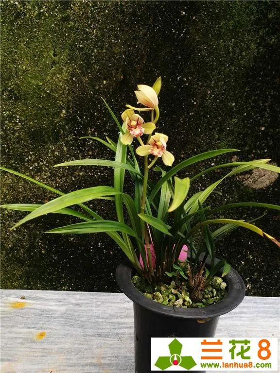 兰花种植要点技术有哪些_种植兰花的技术要点_兰花种植方法要点