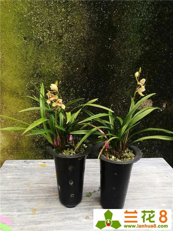 兰花种植方法要点_兰花种植要点技术有哪些_种植兰花的技术要点