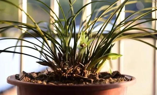 兰花种植方法要点_兰花种植要点技术与管理_种植兰花的技术要点