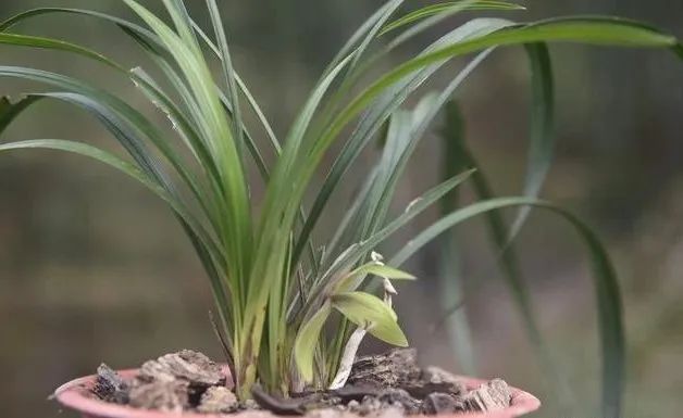 兰花种植方法要点_种植兰花的技术要点_兰花种植要点技术与管理
