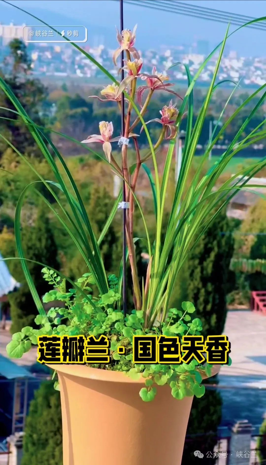 种植兰花的技术要点_兰花种植要点技术有哪些_兰花种植要点技术与管理
