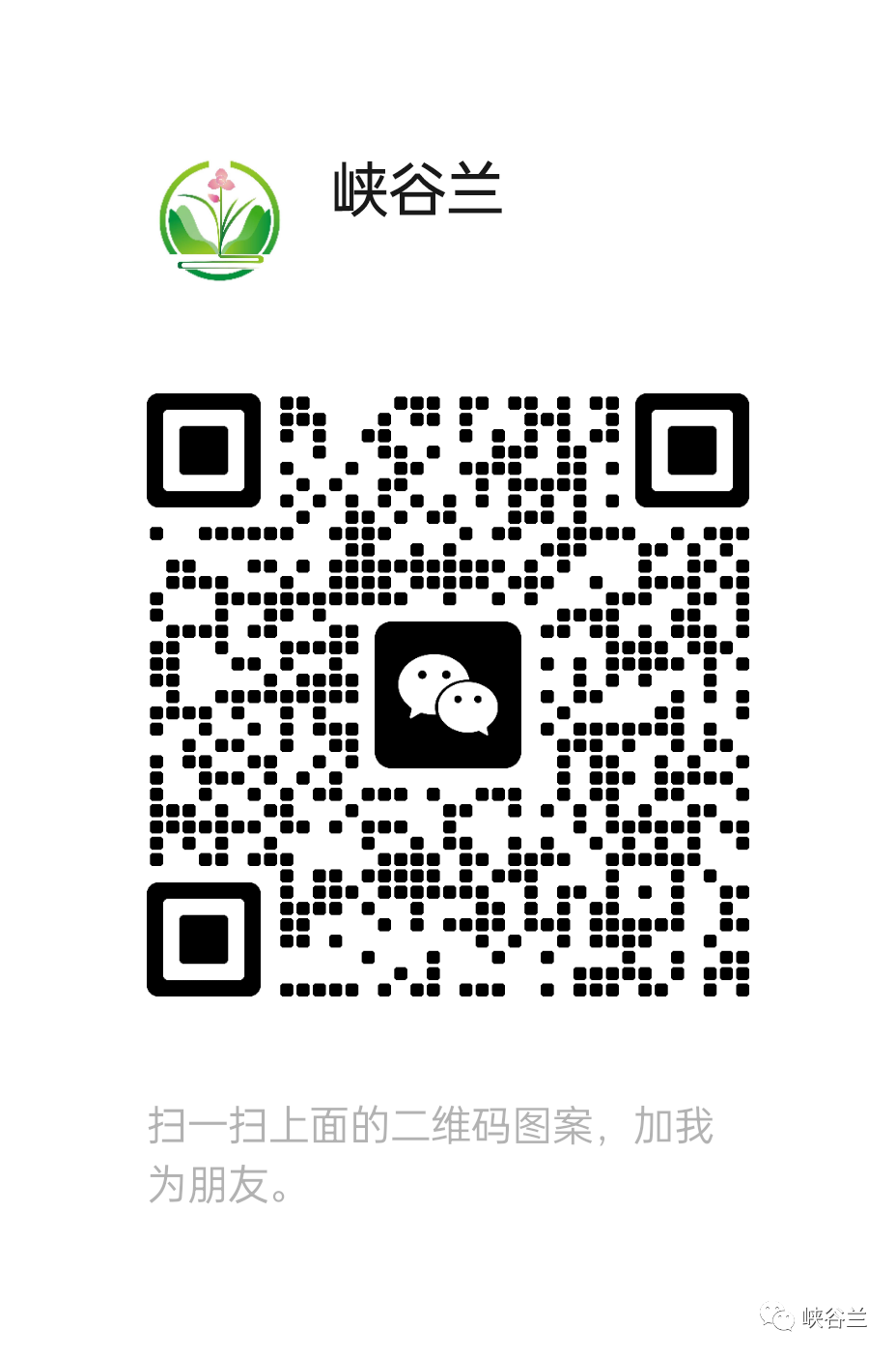 兰花种植要点技术有哪些_种植兰花的技术要点_兰花种植要点技术与管理