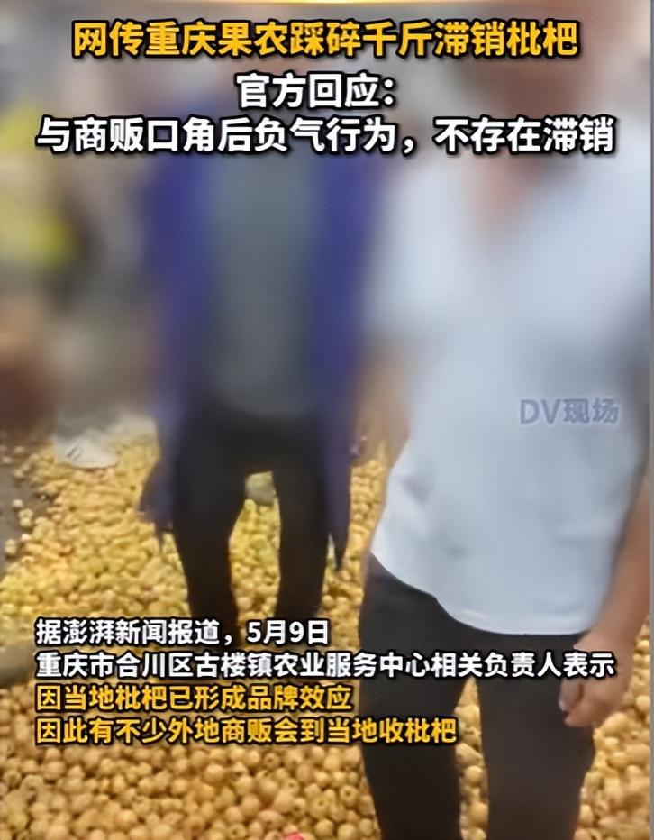 枇杷的栽培技术视频_枇杷种植技术视频修剪_枇杷种植管理技术视频
