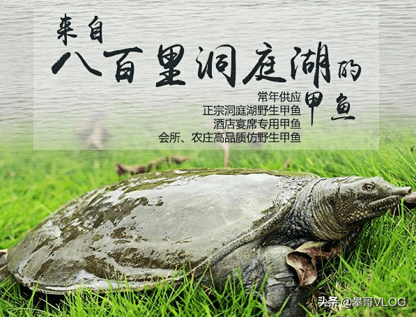 养殖甲鱼资料技术要求_养殖甲鱼资料技术与管理_甲鱼养殖技术资料