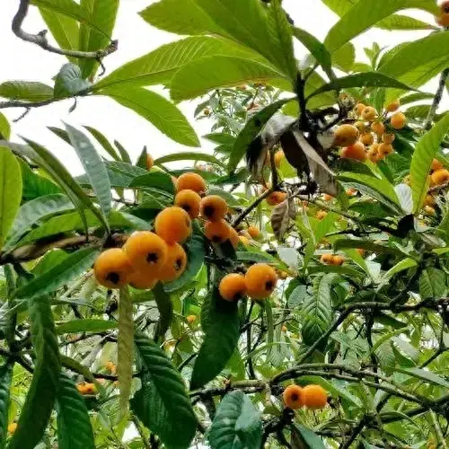 枇杷种植技术视频修剪_枇杷的修剪视频农广天地_枇杷的栽培技术视频