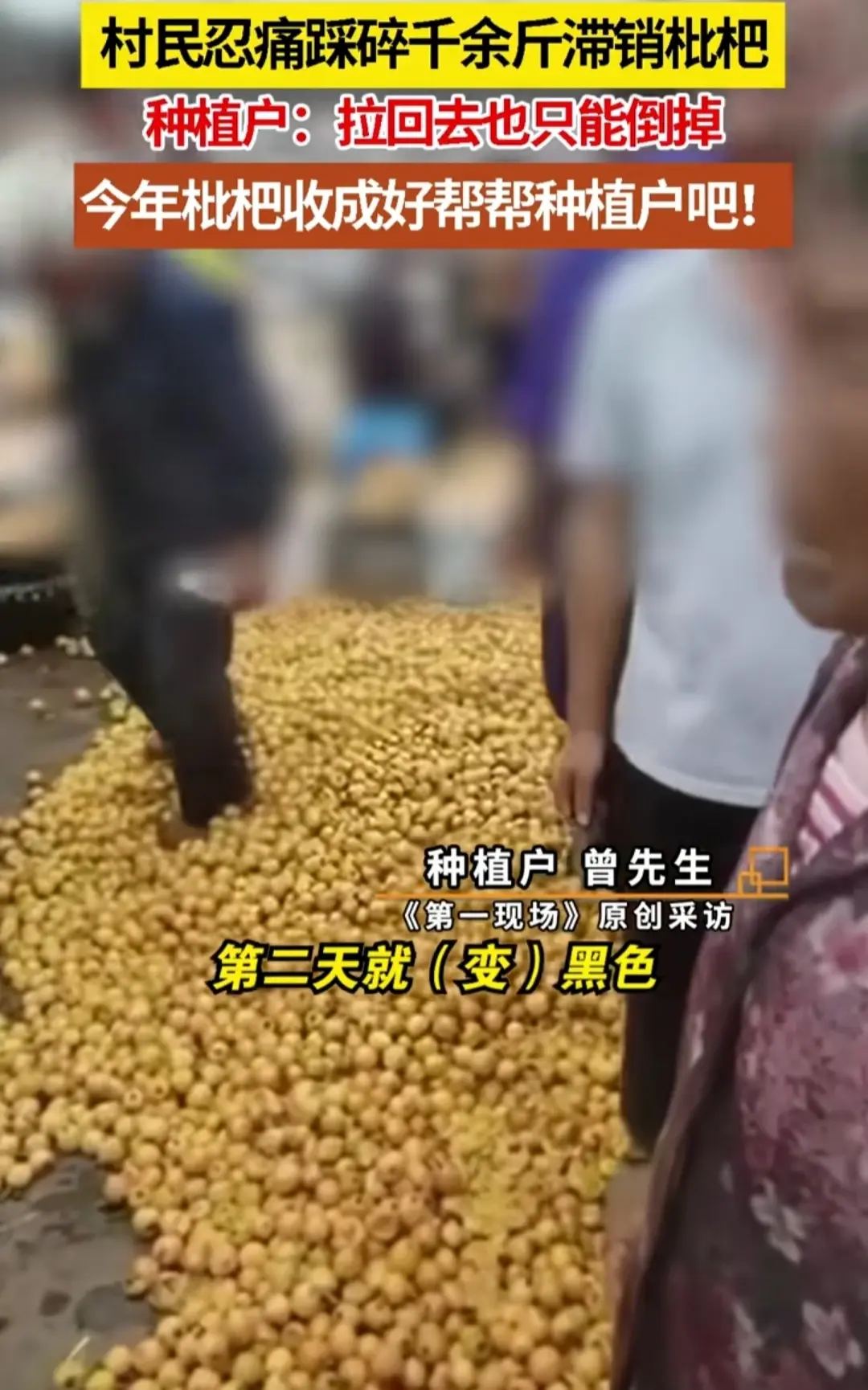 枇杷种植技术视频修剪_枇杷的栽培技术视频_枇杷的修剪视频农广天地