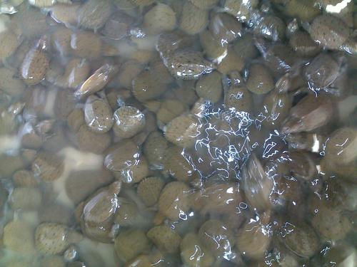 养殖甲鱼资料技术规范_甲鱼养殖技术资料_养殖甲鱼的技术