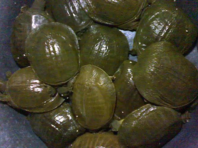 养殖甲鱼资料技术规范_养殖甲鱼的技术_甲鱼养殖技术资料