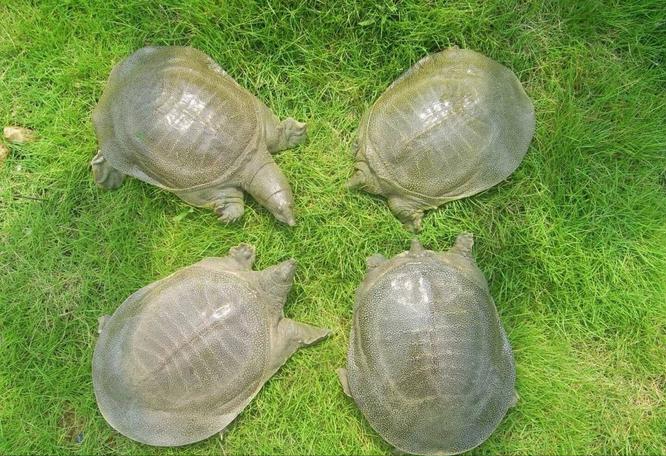 甲鱼养殖技术资料_养殖甲鱼的技术_养殖甲鱼资料技术规范