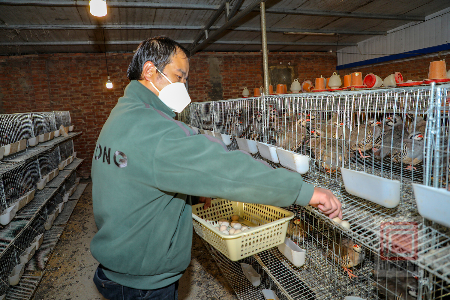致富经养殖鹧鸪_养殖鹧鸪前景怎么样_鹧鸪养殖销路