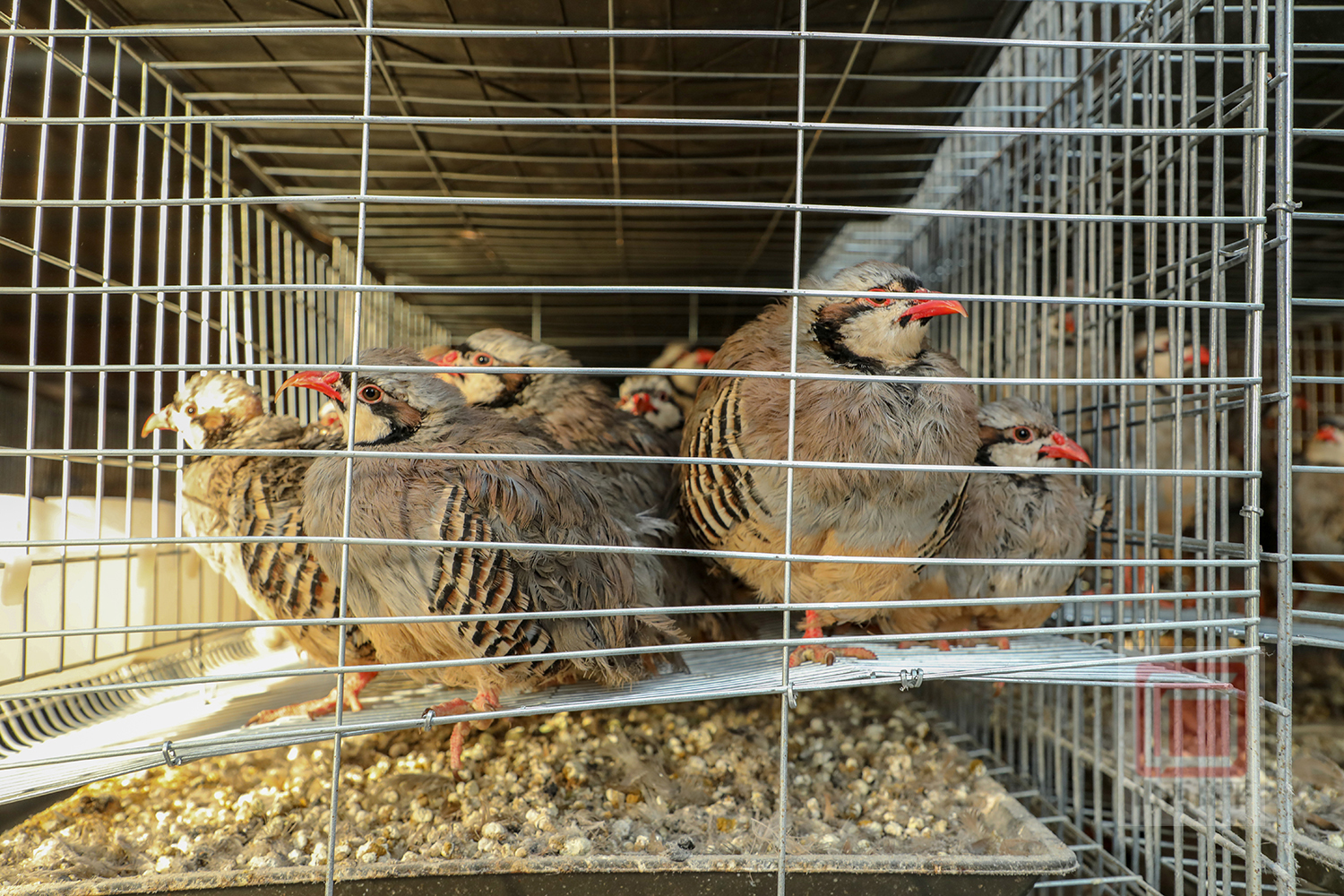 养殖鹧鸪前景怎么样_鹧鸪养殖销路_致富经养殖鹧鸪
