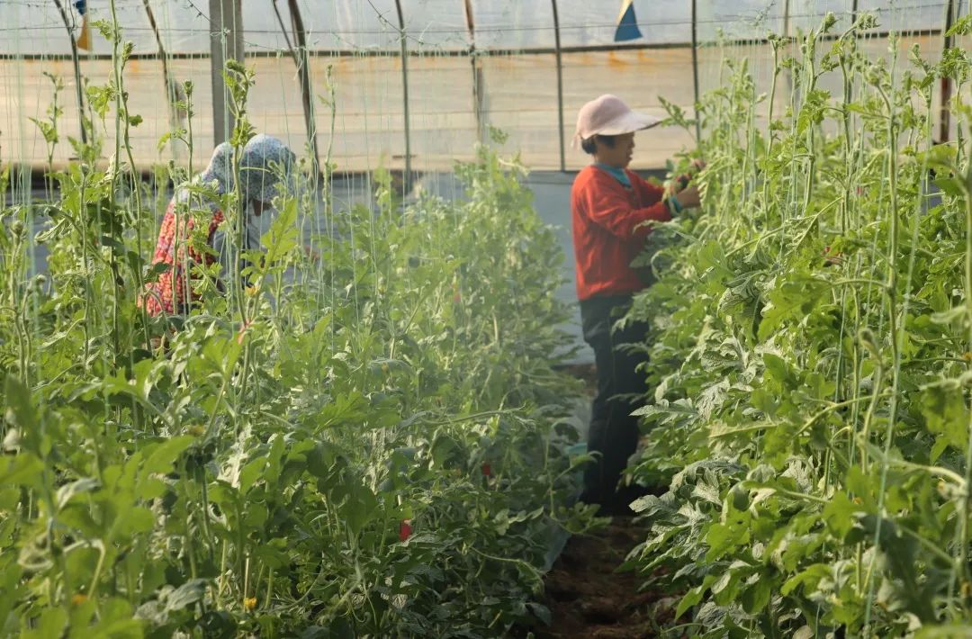 西瓜大棚种植最新技术_大棚西瓜种植致富_大棚西瓜种植效益