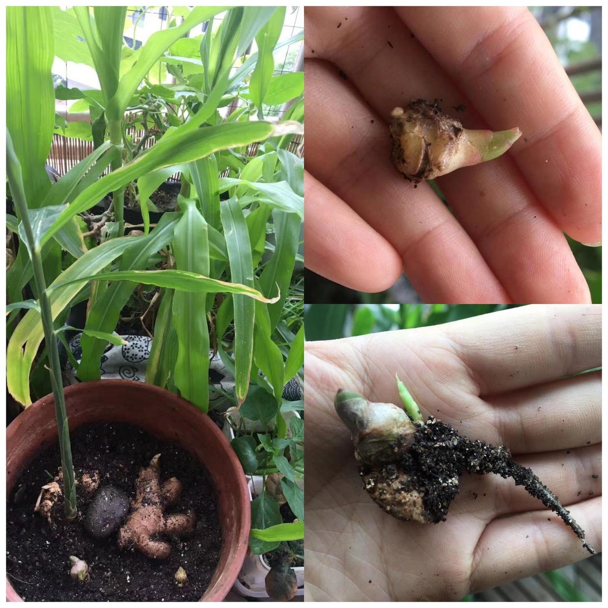 阳台生姜种植技术视频_阳台生姜种植技术要点_阳台生姜种植技术