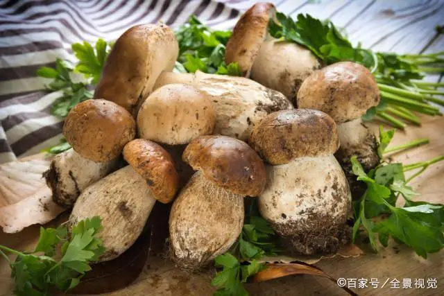 羊肚菌菌种培育_种植羊胎菌技术_羊肚菌育种
