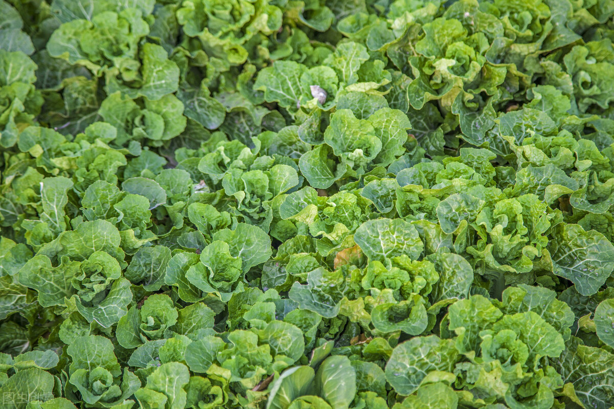 青菜栽培技术视频_青菜种植视频教程_青菜种植技术大全视频