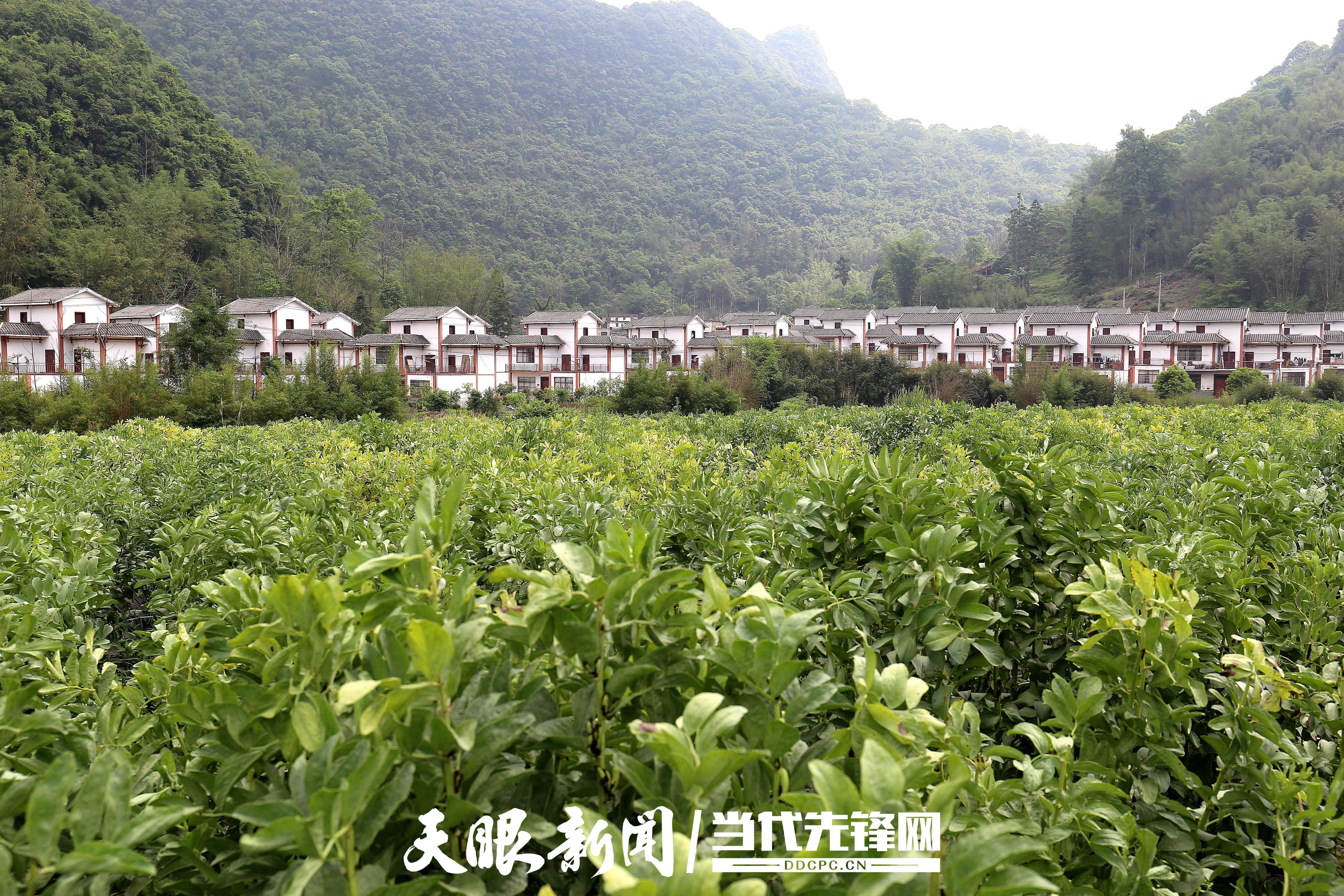 种植蚕豆致富_种植蚕豆赚钱吗_致富种植蚕豆图片