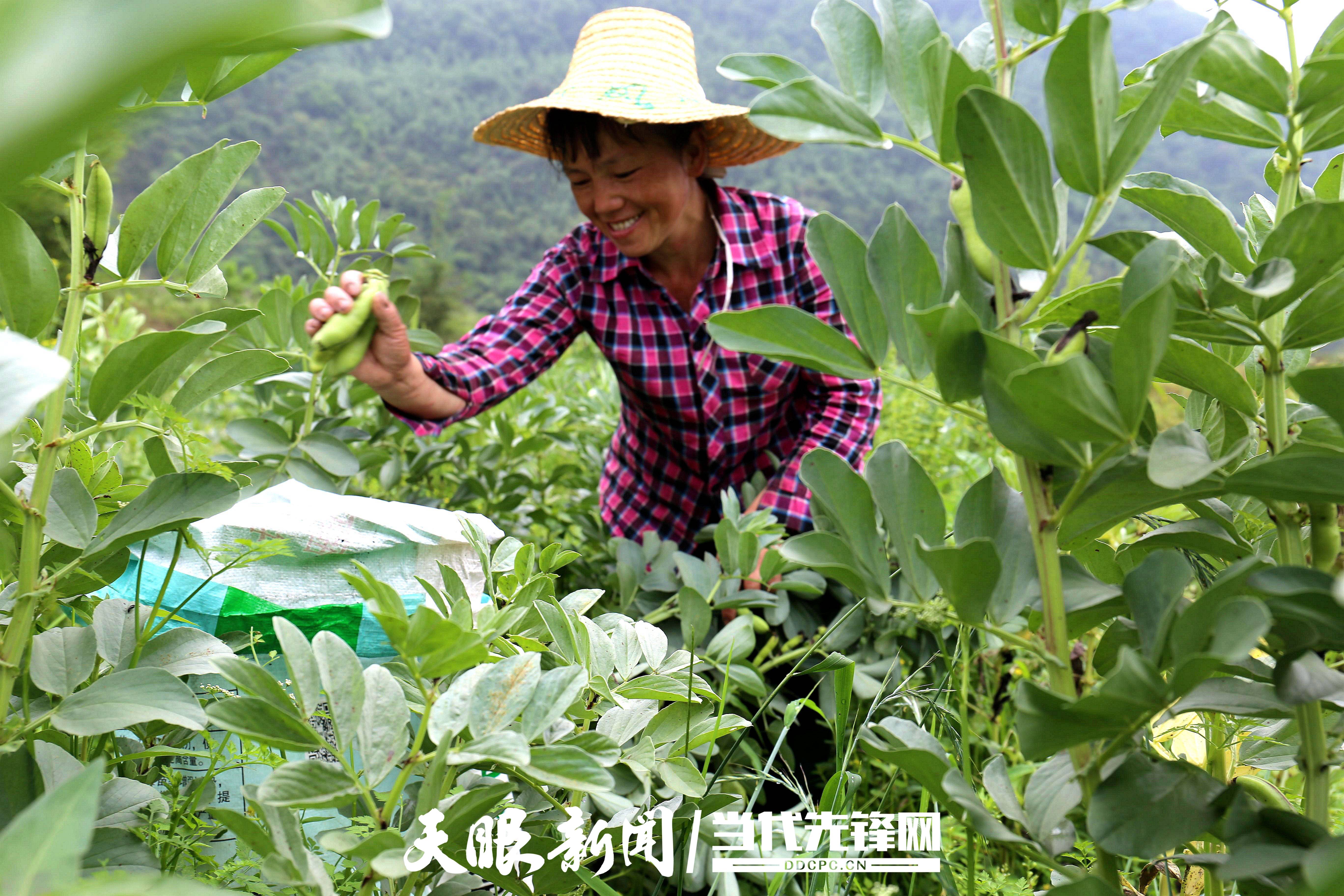 种植蚕豆致富_种植蚕豆赚钱吗_致富种植蚕豆图片
