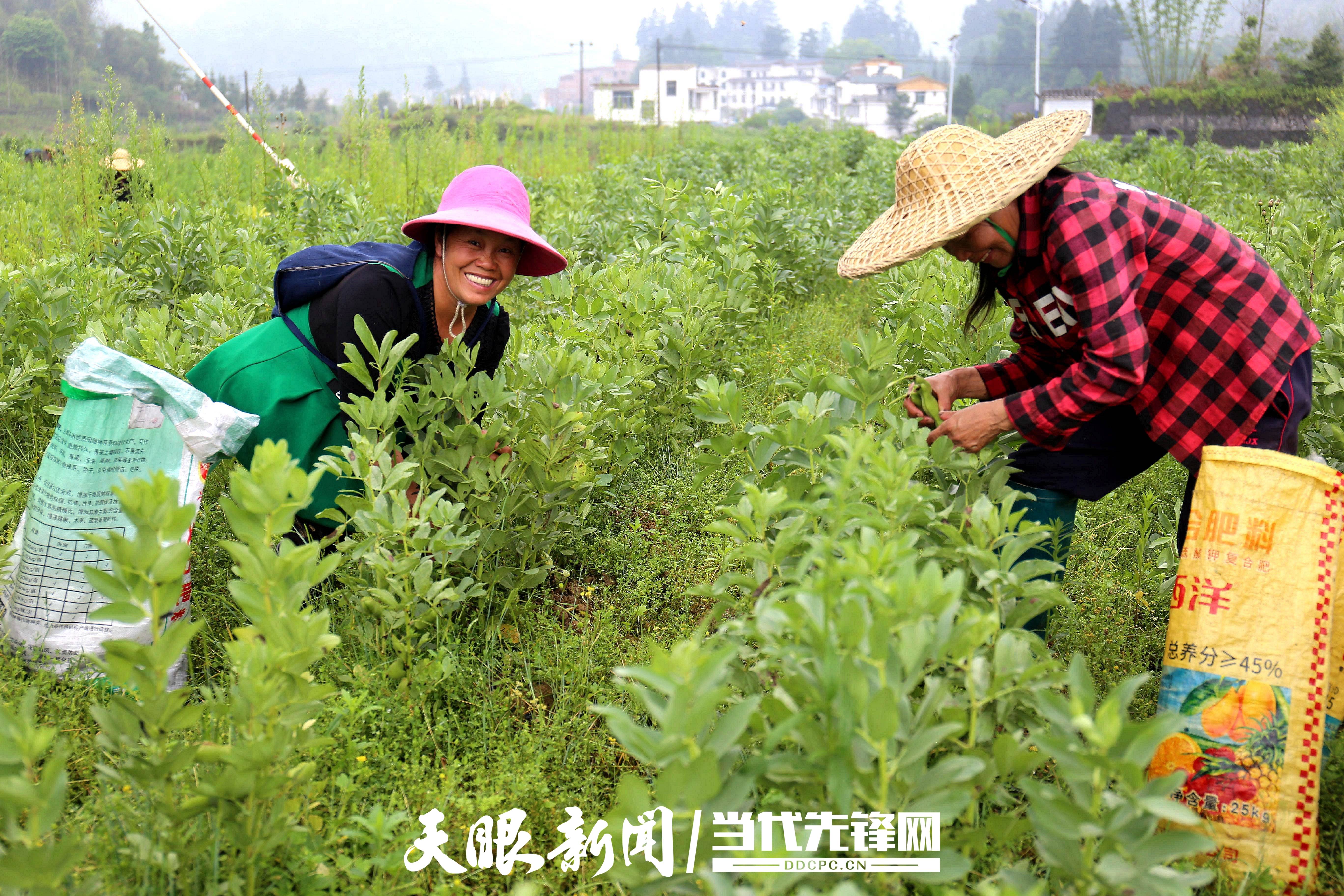 致富种植蚕豆图片_种植蚕豆赚钱吗_种植蚕豆致富
