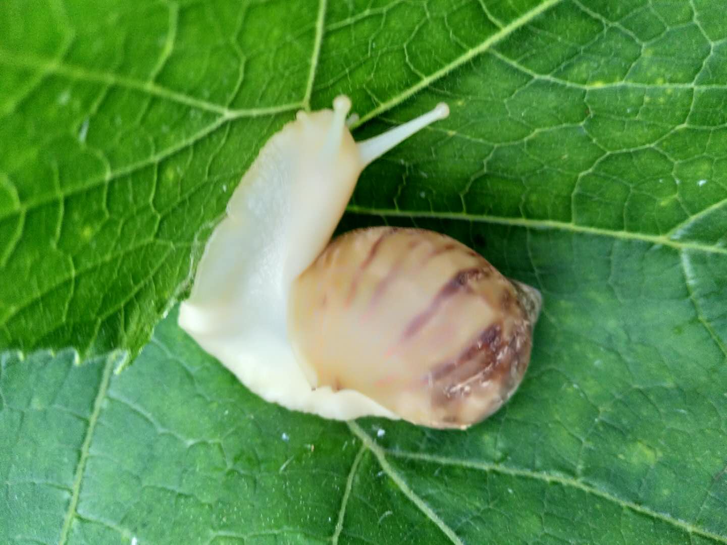 致富经蜗牛养殖_中央七台致富经养殖蜗牛_蜗牛养殖致富之路