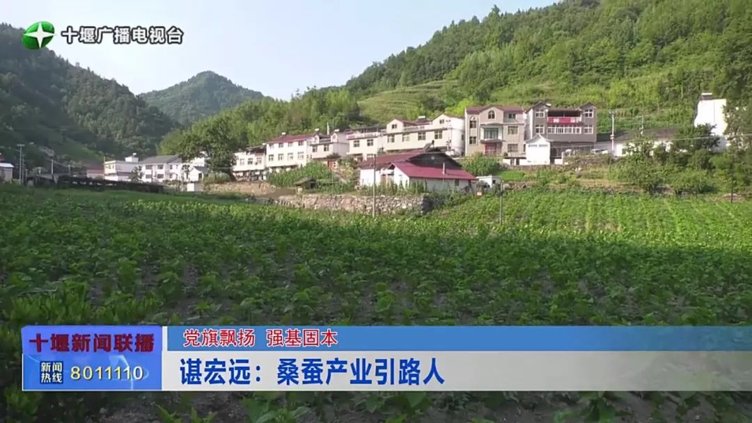 陕西桑蚕养殖致富_陕西养蚕基地_桑蚕养殖场
