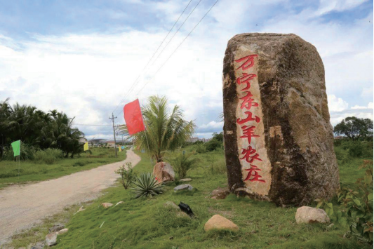 致富经东山羊_致富经山羊圈养全视频_致富经山羊养殖