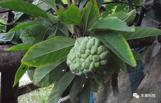 在湖南适合种释迦吗_湖南释迦果种植技术_海南释迦果亩产多少斤