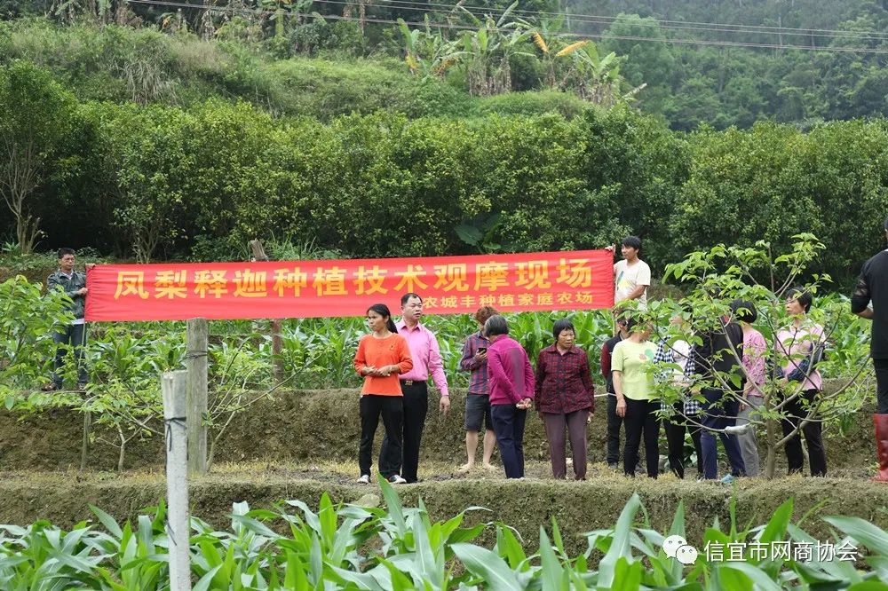 云南种释迦果的基地在哪里啊_湖南释迦果种植技术_湖南能种释迦果树吗