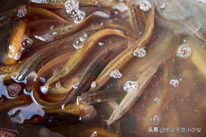 庭院养殖致富项目_庭院种养结合致富案例_庭院致富项目案例