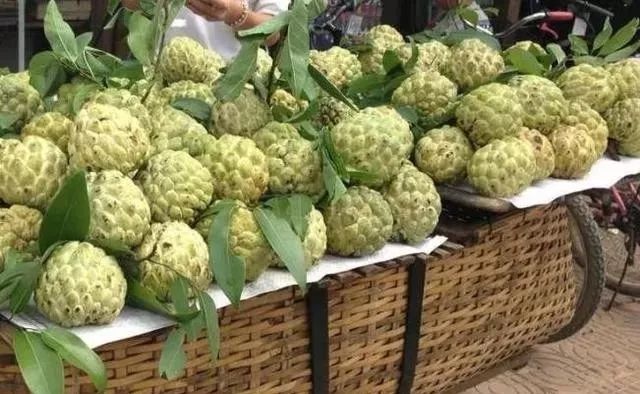 湖南能种释迦果树吗_云南种释迦果的基地在哪里啊_湖南释迦果种植技术