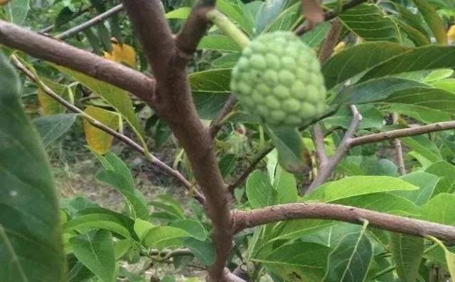 湖南释迦果种植技术_湖南能种释迦果树吗_云南种释迦果的基地在哪里啊